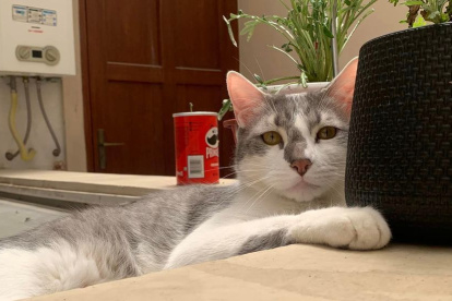 Desaparecido. Tito, en una foto hecha por su tutora Lenny Vargas.