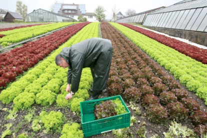Célula solar cultivos