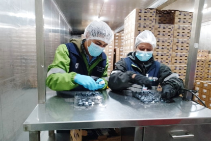 El fruto se exporta p