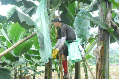 TRABAJADOR AGRÍCOLA DE HACIENDA BANANERA MIENTRAS COLOCA FUNDAS DE PROTECCIÓN A LOS RACIMOS DE BANANO.