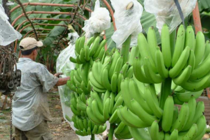 Hacienda. En enero de 2023 la producción de banano bajará 8,10 %, esto es 2,9 millones menos de cajas versus enero de 2022.