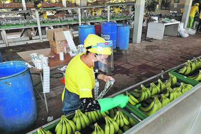 Hacienda. Una mujer pone etiqueta al banano que será exportado.