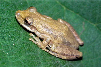 Fotografía sin fecha cedida por La Fundación Charles Darwin, que muestra una rana de árbol.