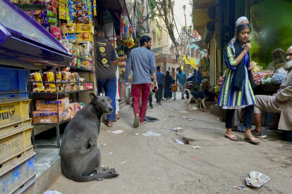 Antes de irse a dormir, Ranjit G, el conductor de una familia en una barrida de Nueva Delhi, debe acomodar un dispositivo "anti perros": una malla con púas que colocan sobre los techos de los carros para evitar que los vehículos sean también colonizados por los perros, mientras los datos de ataques y muertes por rabia en la India repuntan por una población salida de control. La India tiene la mayor población de perros callejeros en el mundo con 62 millones de animales sin hogar, seguido de lejos por China con 20 millones, según el índice Pet Homelessness Index (PHI), de la multinacional noteamericana Mars Pet Care. EFE/ Indira Guerrero