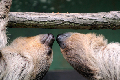 Limón (Costa Rica). Un par de perezosos juguetea en el centro de rescate en un área protegida del Caribe.