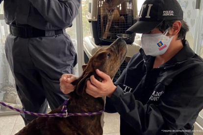 Bogotá. Delegados de la Fiscalía durante un operativo de rescate animal.