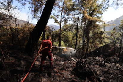 Los incendios acaban con hectáreas de bosques