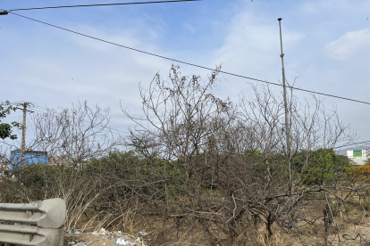 Estado. Hay arboles que mantienen su verdor, otros están secos y grises.