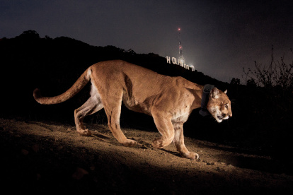 un puma que se hizo famoso por viajar a través de dos congestionadas autopistas californianas y que se convirtió en un símbolo de la disminución de la diversidad genética de animales atrapados por el desarrollo urbano. EFE/Steve Winter/National Geographic