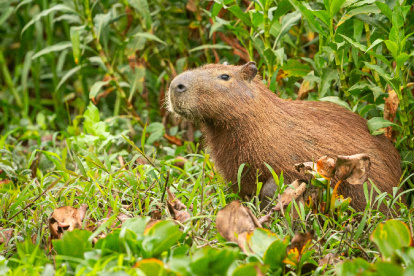 El capibara es una especie considerada vulnerable en Ecuador.
