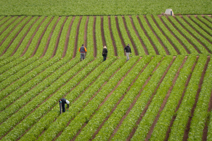 En la imagen de archivo, varios trabajadores del campo retiran malas hierbas en una plantación de lechugas.
