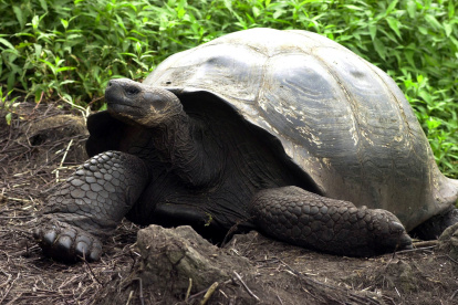 Una tortuga gigante o Galápago camina por un sendero del Parque Nacional Galápagos en la isla Santa Cruz del archipiélago de las islas Galápagos, en una fotografía de archivo.