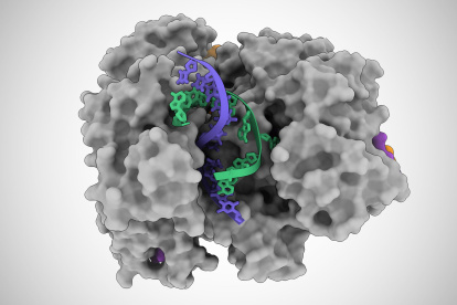 Ilustración basada en imágenes de microscopio crioelectrónico, de una proteína Cas12a2 que abre una doble hélice de ADN, lo que le permite cortar las hebras simples de ADN (azul y verde).