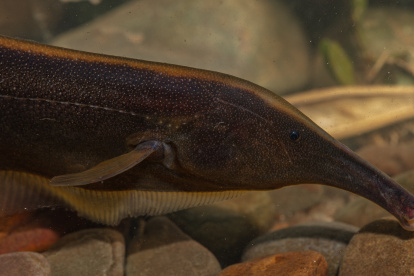 Imagen de un Sternarchorhynchus hagedornae, una de las 333 especies identificadas en un nuevo estudio sobre la diversidad de peces de agua dulce del Parque Nacional Madidi (Bolivia).