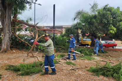 Especies. El retiro de los árboles se dio el martes 3 de enero.