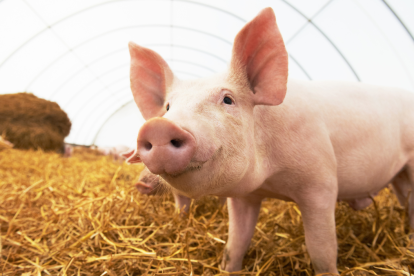 Un tejido artificial restaura la función eréctil en cerdos. Imagen del pene artificial biónico Tunica albuginea.