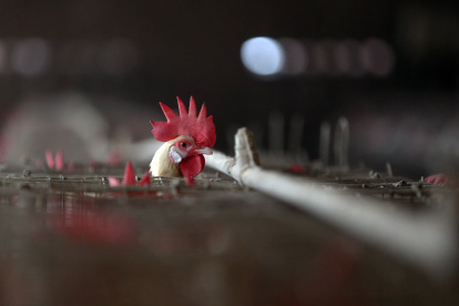 -FOTODELDIA- EA4503. AMRITSAR, 07/01/2021.- Un pollo se asoma a su jaula en una granja de pollos en Chabba, cerca de Amritsar en la India, este jueves. La India notificó la presencia en el país de casos de gripe aviar, una enfermedad viral contagiosa que se propaga entre las aves y otros animales. EFE/ Raminder Pal Singh Alerta por gripe aviar en la India