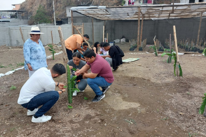 an desarrollado parcelas demostrativas de cultivos de hortalizas, maíz, soya y arroz, etc.