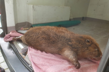 Exhibición. El animal, aparece tras ser recogido muerto en noviembre de 2022.