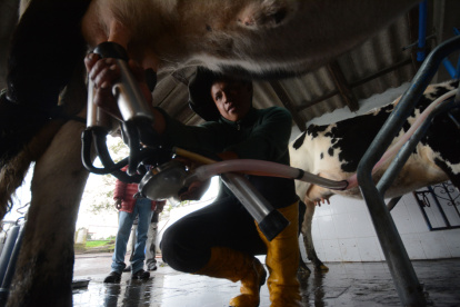 HOMBRE TRABAJADOR DE HACIENDA GANADERA EXTRAYENDO LA LECHE DE LAS UBRES DE LA VACA |
Producción de leche en el sendero del cóndor Rumipamba Quito 29 de Abril de 2021 Agencia (ag-extra ag-expreso-ag-quito) Gustavo Guaman