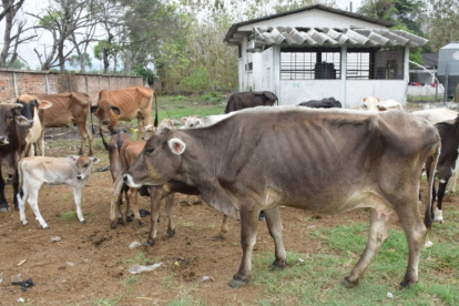 Hacienda. Algunas de las vacas en Manabí que por falta del pasto han bajado de peso y se ven sus costillas.