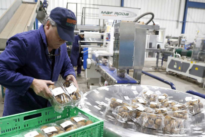 Planta. Una persona trabajando en la sección de empaque de fruta.