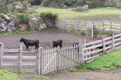 Fauna. Los toros en Píntag son bien cuidados por sus dueños.