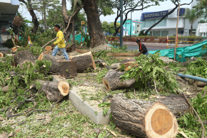 Entre sábado y domingo se podaron seis árboles ubicados en la avenida  Kennedy, al lado de la Universidad de Guayaquil.