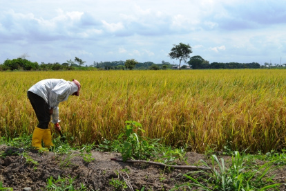 Referencia. Los agricultores  del Guayas cuentan a EXPRESO lo que necesitan para seguir produciendo.