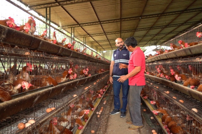 Acción. Un técnico de Agrocalidad inspecciona una granja avícola por los casos de gripe aviar que hay en el país.