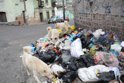 Los peludos en situación de calle se alimentan en cumulo de basura.