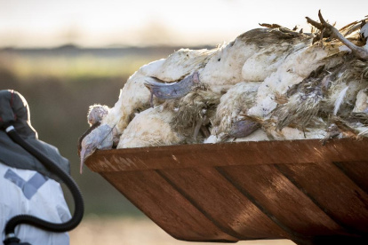 El sacrificio de aves infectadas es la medida más común que adoptan los países ante la gripe aviar.