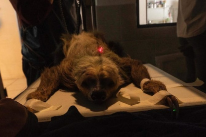 Una perezosa bajo cuidado en el Zoológico de Quito.