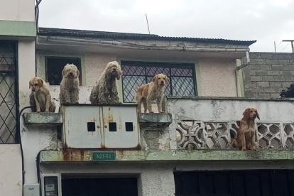 Centro. Cinco perros viven en malas condiciones dentro de una casa.