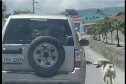 Persecución. El animalito intercepta al automotor en un par de ocasiones, pero el conductor no se detiene para recogerlo