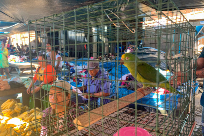 ACOMPAÑA CRÓNICA: PERÚ ANIMALES - AME3436. IQUITOS (PERÚ), 31/12/2022.- Fotografía que muestra el mercado de Iquitos el 4 de diciembre de 2022, en Iquitos (Perú). Trozos de carne de enormes lagartos que conservan sus escamas, parejas de pájaros tropicales en jaulas y grandes tortugas vivas, se encuentran sin ninguna dificultad en el atestado mercado de Iquitos, en el corazón de la Amazonía peruana, una muestra de lo normalizado que está el tráfico ilegal de especies silvestres. "La región amazónica de Perú es fuente de extracción de animales que llegan a la costa y la zona andina y el extranjero. EFE/ Paula Bayarte