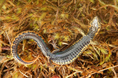Fotografía sin fecha cedida hoy por el Servicio Nacional de Áreas Naturales Protegidas por el Estado (Sernanp), que muestra una nueva especie de lagartija.