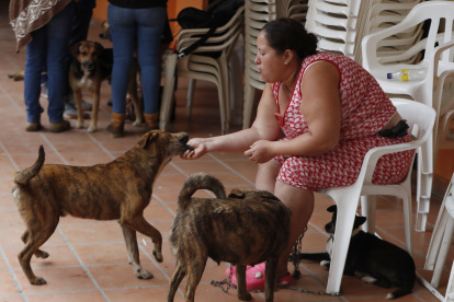 Ana Cristina Martínez juega con sus perros el 12 de enero de 2023 en Rosas (Cauca). Cuando la tierra comenzó a temblar y una avalancha arrastró más de 60 viviendas en el municipio de Rosas, en el departamento colombiano del Cauca (suroeste), una mujer sobrevivió gracias a las narices frías y las colas meneantes de sus cuatro perros que la guiaron hacia la supervivencia. EFE/ Ernesto Guzmán