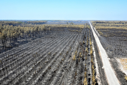 Imagen de archivo de una superficia de pinares arrasada por el fuego en Francia. EFE/EPA/CAROLINE BLUMBERG