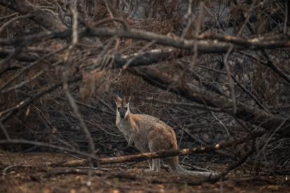 En la imagen de archivo, un ualabí de cuello rojo busca refugio entre matoralles quemados en Cobargo, Nueva Gales del Sur (Australia). EFE/ James Gourley