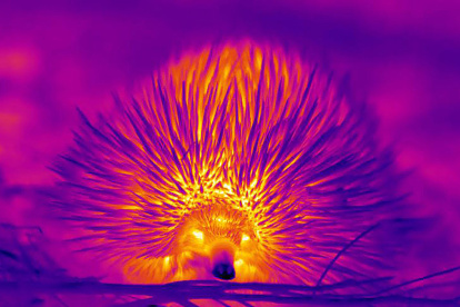 Los equidnas, un mamífero ovíparo parecido a un erizo, tiene pocas defensas contra el calor en Australia, por lo que ha desarrollado varios trucos, como hacer pompas con la nariz para refrescarse, según han descubierto investigadores de la Universidad de Curtin en el país oceánico.