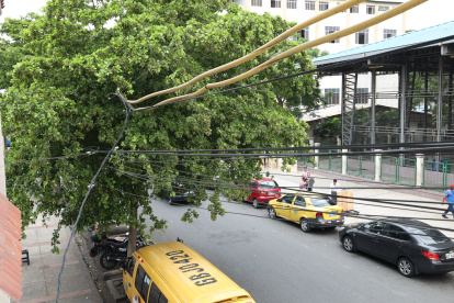 Viviendas.  En los balcones se puede observar cómo los cables se enredan entre los árboles.