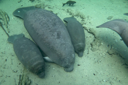 Fotografía divulgada por el Instituto de Ciencias Agrícolas y Alimentarias de la Universidad de Florida en el Condado de Volusia (UF IFAS Extension Volusia County) donde se aprecia a una manatí junto a sus recién nacidos mellizos en las aguas del parque natural Blue Spring, en el centro de Florida (EEUU).