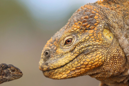 Fotografía fechada el 16 de enero de 2018, cedida por Parque Nacional Galápagos, que muestra iguanas terrestres amarillas (Conolophus subcristatus) en Fernandina, Galapagos (Ecuador).