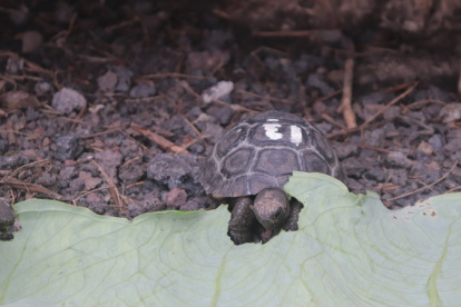 Un ejemplar de tortuga del Centro de Crianza Arnaldo Tupiza, del Parque Nacional Galápagos. Imagen referencial.