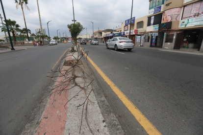 Este árbol, a decir de la ciudadanía, permanece sobre el parterre desde ya hace varias semanas.