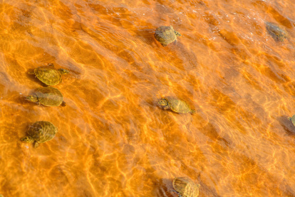 Las tortugas nacieron en la mayor anidación en las playas del río Iténez en Bolivia y Guaporé en Brasil