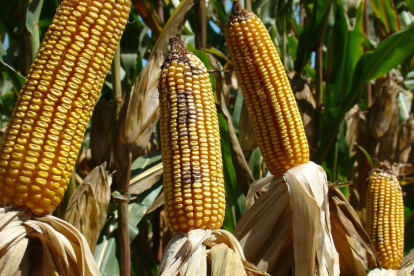 Situación. EE.UU. insiste por la importación del maíz transgénico.