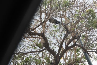 Solo haciendo un zoom es posible notar que una luminaria está detrás de los árboles.