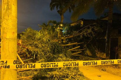 Huancavilca Sur. Un árbol de eucalipto cayó sobre una vivienda.